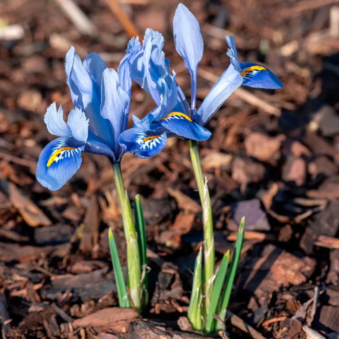 50 bulbes mellifères jaunes et mauves - Un jardin qui bourdonne de vie