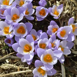 50 bulbes mellifères jaunes et mauves - Un jardin qui bourdonne de vie