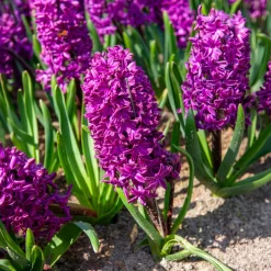 50 bulbes mellifères mauves et blancs - Un jardin vivant sans effort