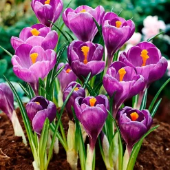 50 bulbes mellifères mauves et blancs - Un jardin vivant sans effort