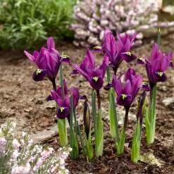 50 bulbes mellifères mauves et blancs - Un jardin vivant sans effort