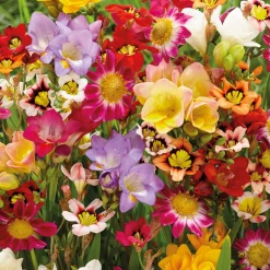 27 Bulbes pour massif coloré - Un massif fleuri tout l'été