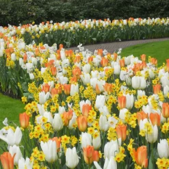 20 bulbes pour Massif printanier - Un massif fleuri sans effort