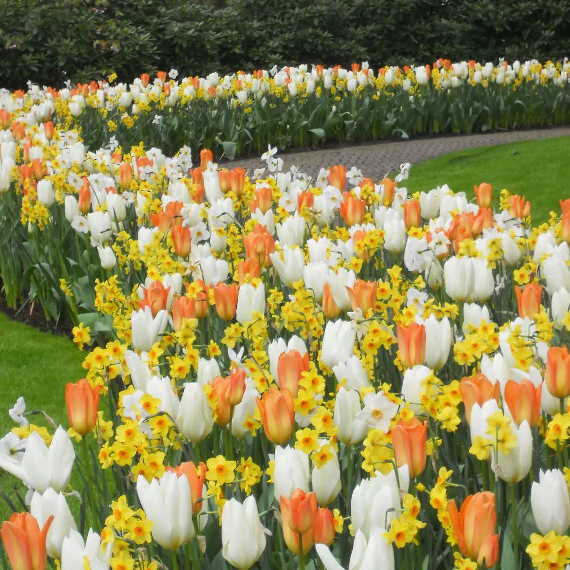20 bulbes pour Massif printanier - Un massif fleuri sans effort