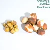 Bulbes pour massif tricolore en mélange - Un massif fleuri sans effort