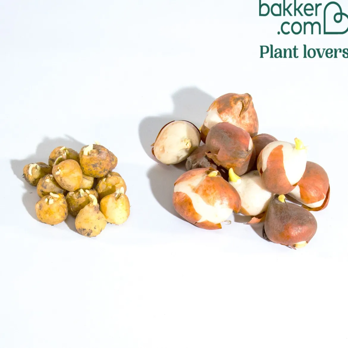 Bulbes pour massif tricolore en mélange - Un massif fleuri sans effort