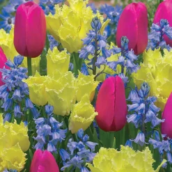 Bulbes pour massif tricolore en mélange - Un massif fleuri sans effort