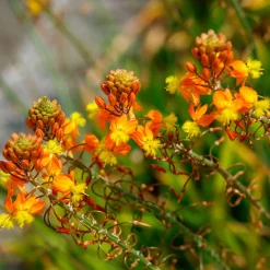 Bulbine Avera Sunset Orange - Fleurit tout l'été sans effort