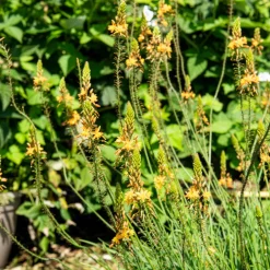 Bulbine Médicus ® - Fleurit tout l'été sans effort