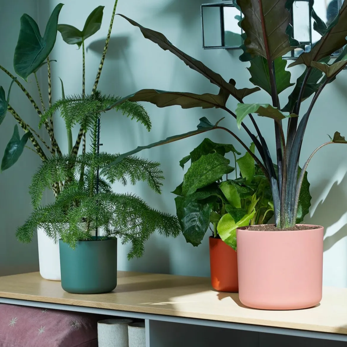 Cache-pot B for soft rond rose ELHO