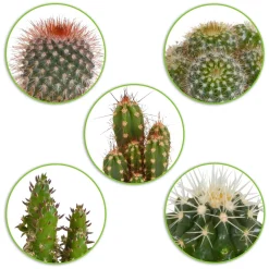 5 cactus en mélange - Mamilaria, Echinocactus, Eriocactus, Opuntiae - Le désert chez vous