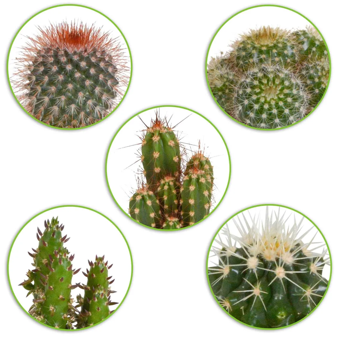5 cactus en mélange - Mamilaria, Echinocactus, Eriocactus, Opuntiae - Le désert chez vous