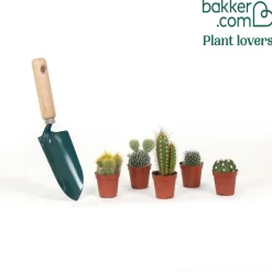 5 cactus en mélange - Mamilaria, Echinocactus, Eriocactus, Opuntiae - Le désert chez vous