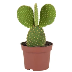 Cactus Opuntia Microdasys - Le cactus qui fait sourire