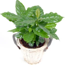 Cafeier + cache pot blanc 14 cm. - Idéale pour apporter une touche exotique