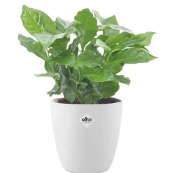 Cafeier + cache pot blanc 14 cm. - Idéale pour apporter une touche exotique