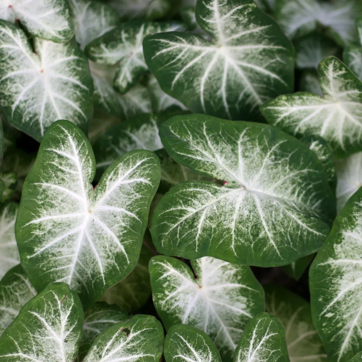 Caladium Aaron - Un feuillage qui illumine