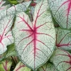Caladium Fantasy - Un feuillage qui fait le show