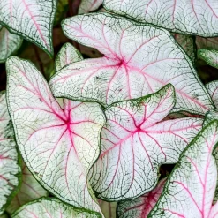 Caladium Fantasy - Un feuillage qui fait le show
