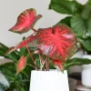 Caladium Red Flash - Un feuillage rouge éclatant