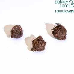 3 Caladiums en mélange - Feuillage peint main