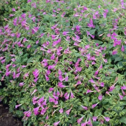 Calament - Thés de l'Aubrac - Une tisane au jardin