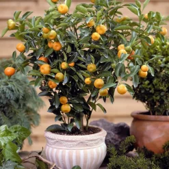 Calamondin - Des agrumes toute l'année