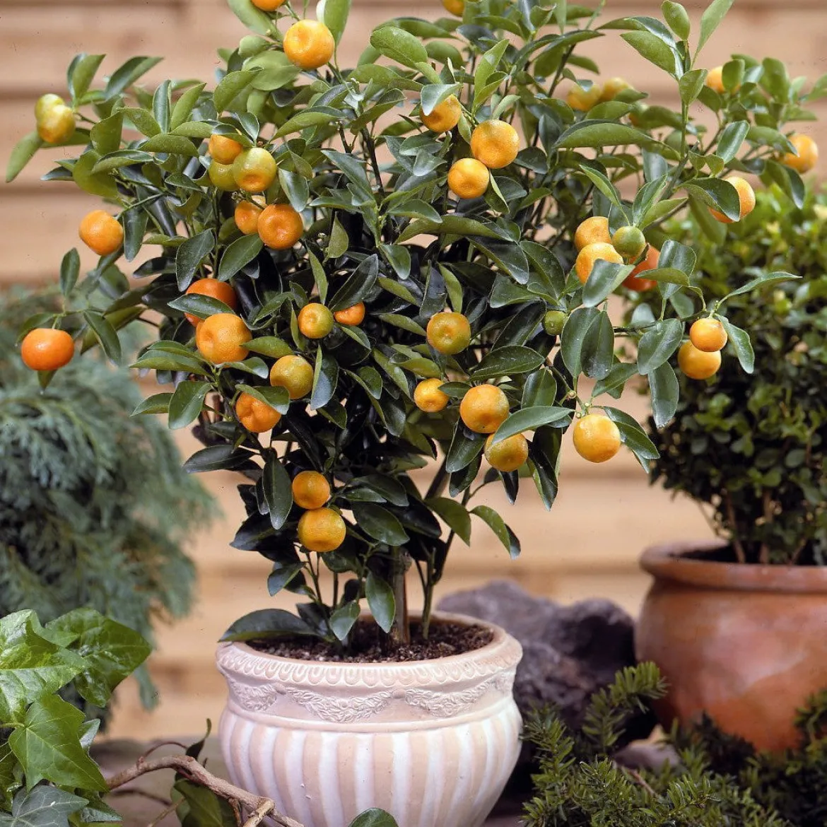 Calamondin - Des agrumes toute l'année