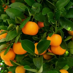 Calamondin - Des agrumes toute l'année