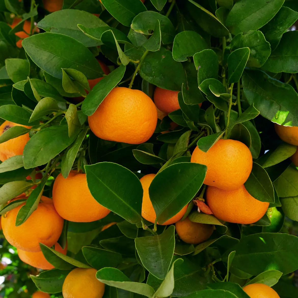 Calamondin - Des agrumes toute l'année