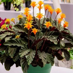 Calathéa crocata - La plante qui fleurit orange