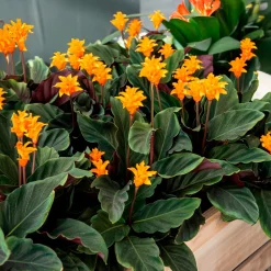 Calathéa crocata - La plante qui fleurit orange