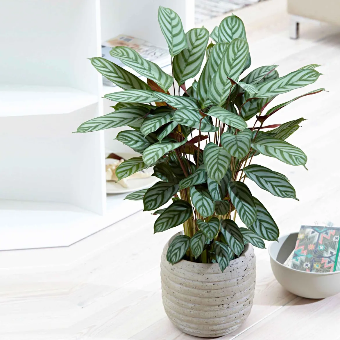 Calathea 'Compact Star' - Le feuillage qui bouge chez vous