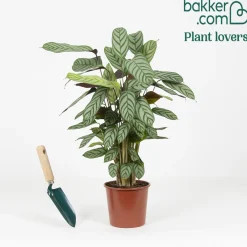 Calathea 'Compact Star' - Le feuillage qui bouge chez vous