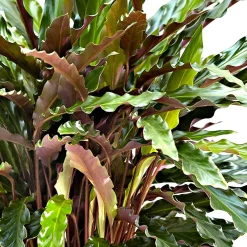Calathea 'Elger Grass' - Feuillage vibrant, effet garanti