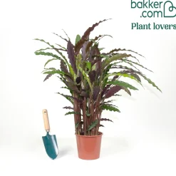 Calathea 'Elger Grass' - Feuillage vibrant, effet garanti