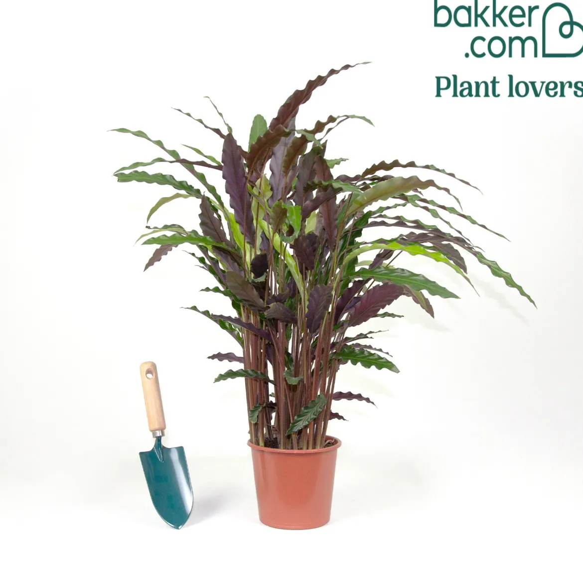 Calathea 'Elger Grass' - Feuillage vibrant, effet garanti