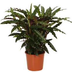 Calathea 'Elger Grass' - Feuillage vibrant, effet garanti