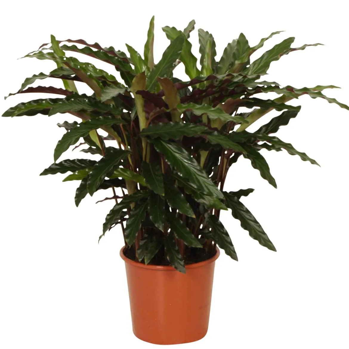 Calathea 'Elger Grass' - Feuillage vibrant, effet garanti