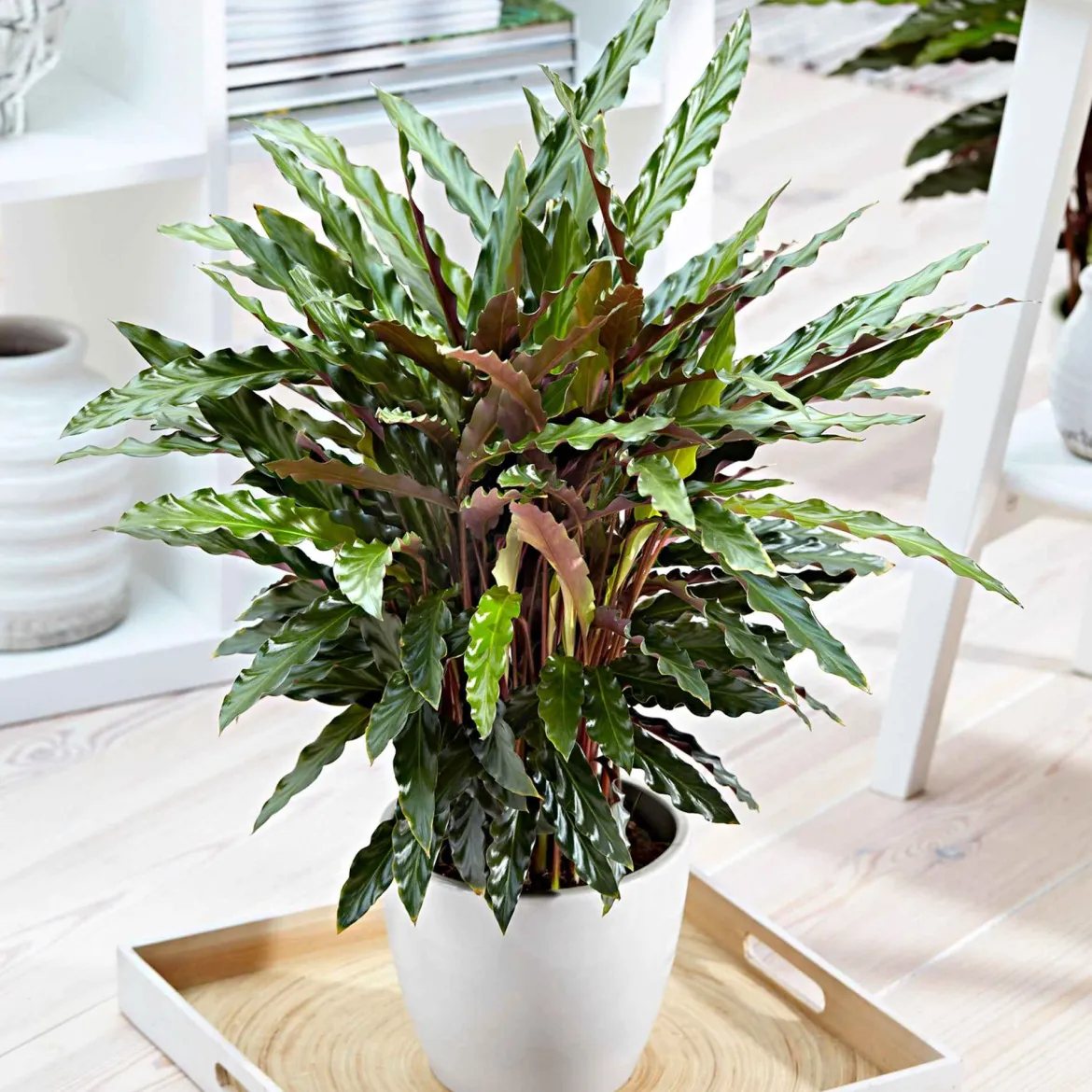 Calathea 'Elger Grass' - Feuillage vibrant, effet garanti