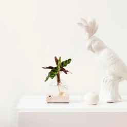 Calathea Insignis et son vase - Feuilles vert vif, dessous pourpre
