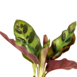 Calathea Insignis et son vase - Feuilles vert vif, dessous pourpre