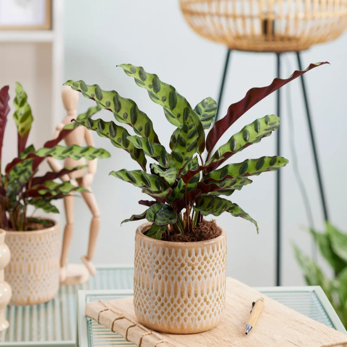 Calathea Insignis - Un feuillage qui bouge