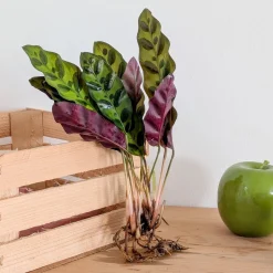 Calathea Insignis - Un feuillage qui bouge