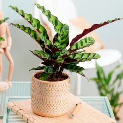 Calathea lancifolia 'Insigne' - Un feuillage qui bouge