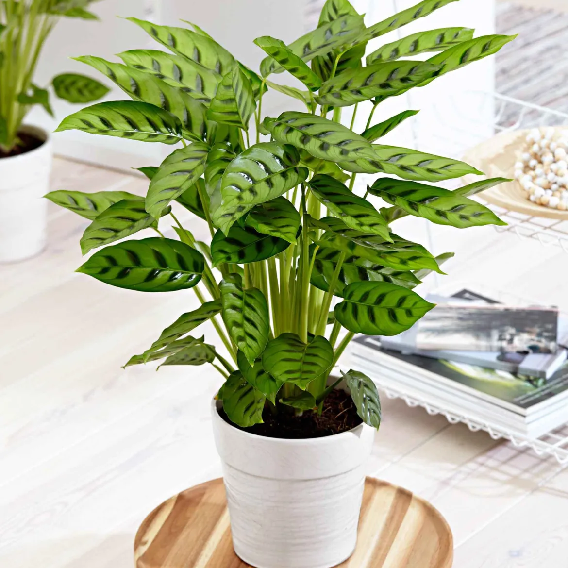 Calathea leopardina - Feuillage graphique garanti