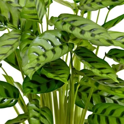 Calathea leopardina - Feuillage graphique garanti