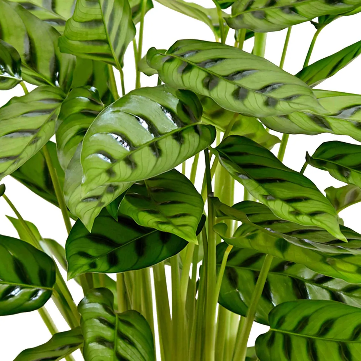 Calathea leopardina - Feuillage graphique garanti