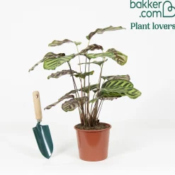 Calathea makoyana - Le feuillage qui change tout