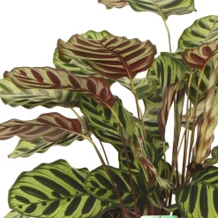 Calathea makoyana - Le feuillage qui change tout